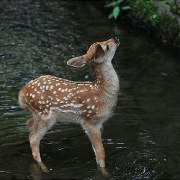 Meet your Posher, lulu - Picture 1 of 1